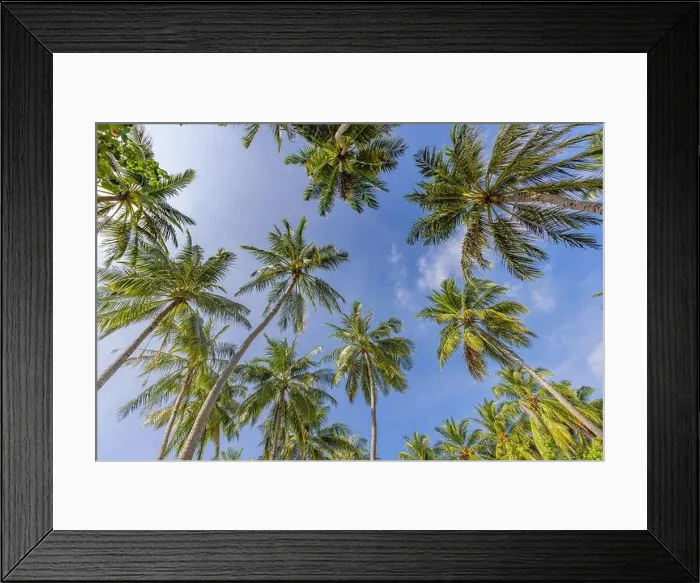 Framed Print : Tropical forest trees background concept. Coconut palms and peaceful blue sky. Exotic summer nature background, green leaves, natural landscape Framed Print : Tropical forest trees background concept. Coconut palms and peaceful blue sky. Exotic summer nature background, green leaves, natural landscape