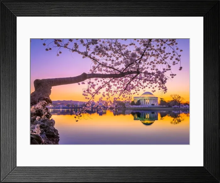 Framed Print : Washington, DC at the Jefferson Memorial during spring Framed Print : Washington, DC at the Jefferson Memorial during spring