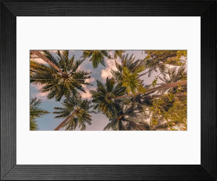Framed Print : Tropical forest trees background concept. Coconut palms and peaceful blue sky. Exotic summer nature background, green leaves, natural landscape Framed Print : Tropical forest trees background concept. Coconut palms and peaceful blue sky. Exotic summer nature background, green leaves, natural landscape