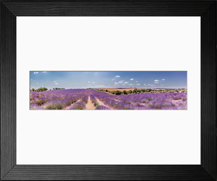Framed Print : Panoramic view of French lavender field. Violet lavender field in Provence, France, Valensole. Summer nature landscape. Beautiful travel landscape Framed Print : Panoramic view of French lavender field. Violet lavender field in Provence, France, Valensole. Summer nature landscape. Beautiful travel landscape