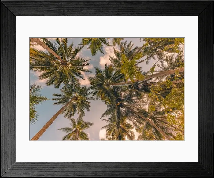 Framed Print : Relaxing sunset on beach. Palm trees with sky as exotic tropical nature pattern. Natural texture of palm trees leaves on sunset sky. Beauty in nature Framed Print : Relaxing sunset on beach. Palm trees with sky as exotic tropical nature pattern. Natural texture of palm trees leaves on sunset sky. Beauty in nature