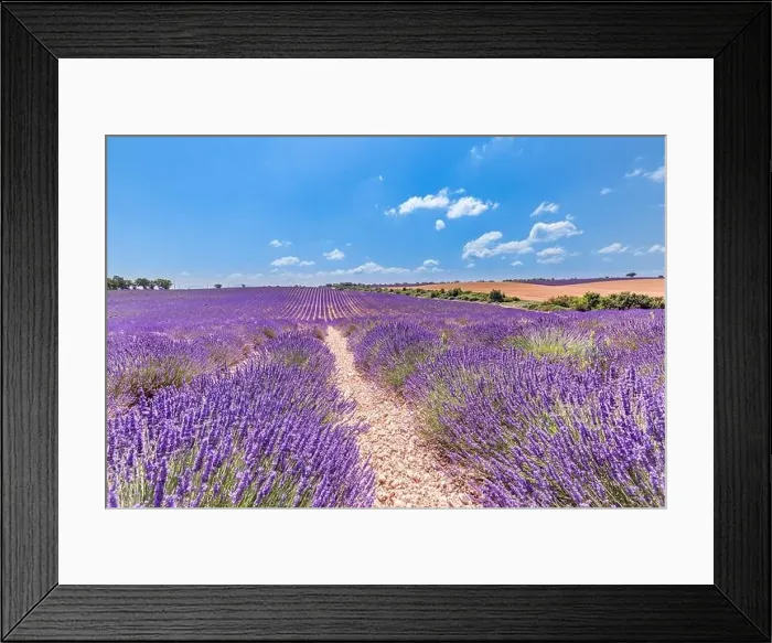 Framed Print : Beautiful tree in lavender field, Provence, France. Lonely tree in lavender field, Provence, France. Lavender flowers blooming field and a lonely tree Framed Print : Beautiful tree in lavender field, Provence, France. Lonely tree in lavender field, Provence, France. Lavender flowers blooming field and a lonely tree
