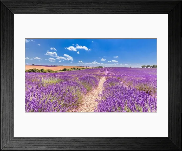 Framed Print : Beautiful tree in lavender field, Provence, France. Lonely tree in lavender field, Provence, France. Lavender flowers blooming field and a lonely tree Framed Print : Beautiful tree in lavender field, Provence, France. Lonely tree in lavender field, Provence, France. Lavender flowers blooming field and a lonely tree