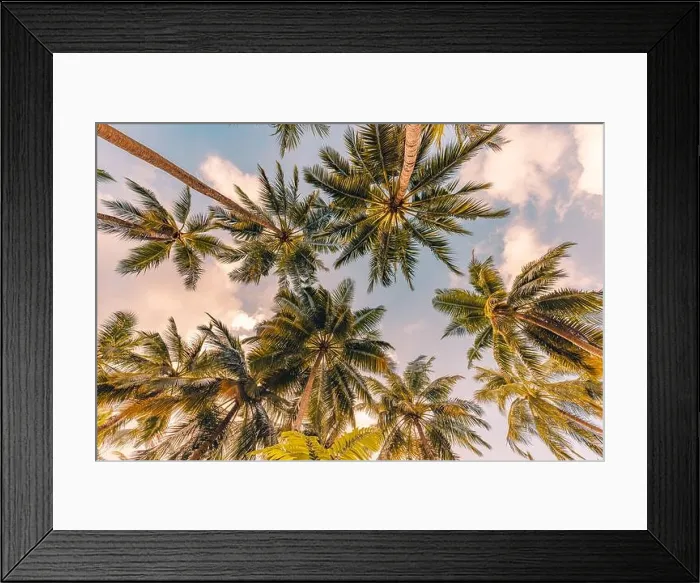 Framed Print : Relaxing sunset on beach. Palm trees with sky as exotic tropical nature pattern. Natural texture of palm trees leaves on sunset sky. Beauty in nature Framed Print : Relaxing sunset on beach. Palm trees with sky as exotic tropical nature pattern. Natural texture of palm trees leaves on sunset sky. Beauty in nature