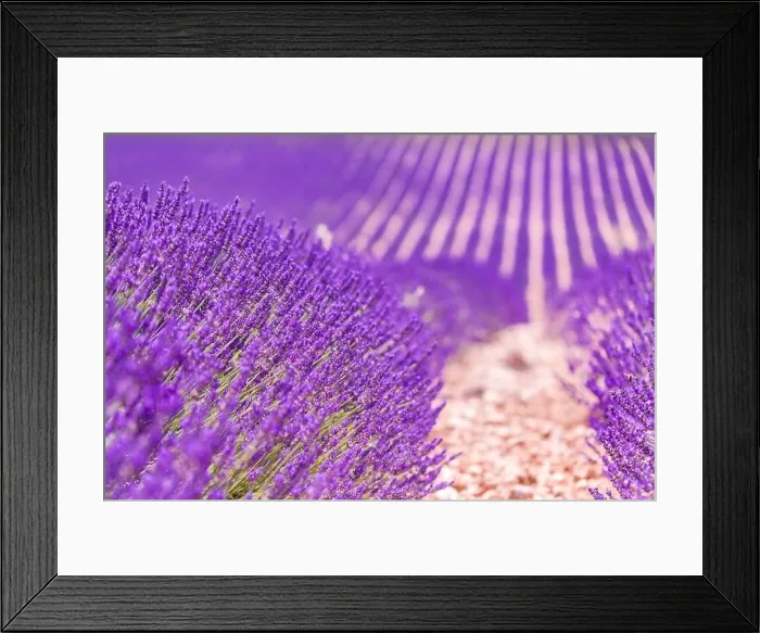 Framed Print : Beautiful tree in lavender field, Provence, France. Lonely tree in lavender field, Provence, France. Lavender flowers blooming field and a lonely tree Framed Print : Beautiful tree in lavender field, Provence, France. Lonely tree in lavender field, Provence, France. Lavender flowers blooming field and a lonely tree