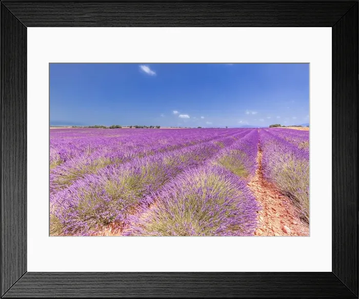 Framed Print : Beautiful tree in lavender field, Provence, France. Lonely tree in lavender field, Provence, France. Lavender flowers blooming field and a lonely tree Framed Print : Beautiful tree in lavender field, Provence, France. Lonely tree in lavender field, Provence, France. Lavender flowers blooming field and a lonely tree