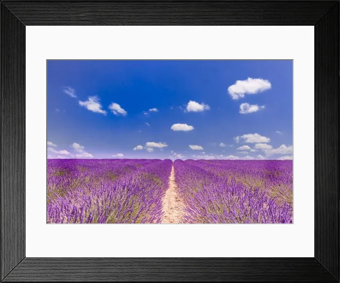 Framed Print : Beautiful tree in lavender field, Provence, France. Lonely tree in lavender field, Provence, France. Lavender flowers blooming field and a lonely tree Framed Print : Beautiful tree in lavender field, Provence, France. Lonely tree in lavender field, Provence, France. Lavender flowers blooming field and a lonely tree