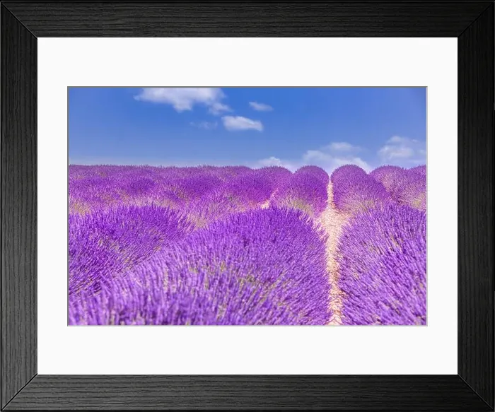 Framed Print : Beautiful tree in lavender field, Provence, France. Lonely tree in lavender field, Provence, France. Lavender flowers blooming field and a lonely tree Framed Print : Beautiful tree in lavender field, Provence, France. Lonely tree in lavender field, Provence, France. Lavender flowers blooming field and a lonely tree