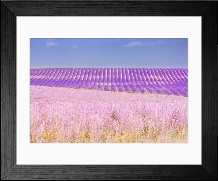 Framed Print : Beautiful tree in lavender field, Provence, France. Lonely tree in lavender field, Provence, France. Lavender flowers blooming field and a lonely tree Framed Print : Beautiful tree in lavender field, Provence, France. Lonely tree in lavender field, Provence, France. Lavender flowers blooming field and a lonely tree