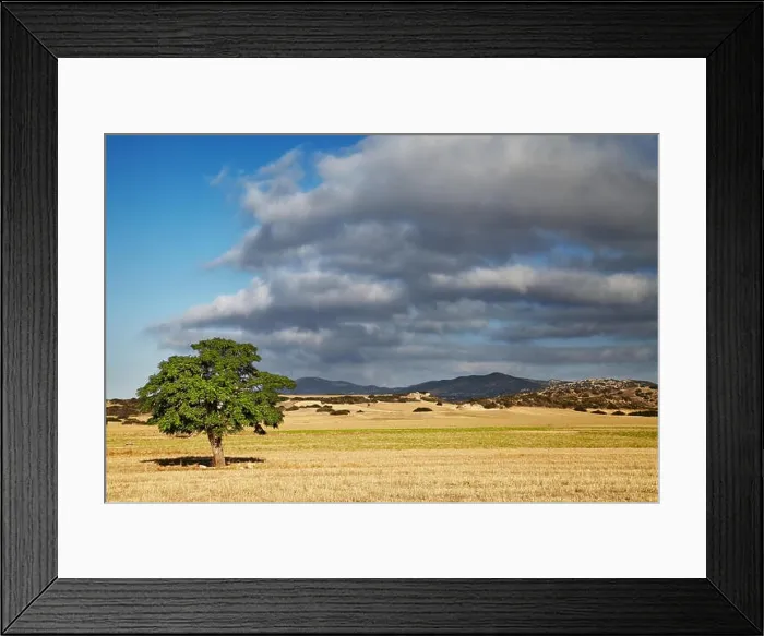 Framed Print : Landscape with a lonely tree in a mowed field, North Cyprus Framed Print : Landscape with a lonely tree in a mowed field, North Cyprus