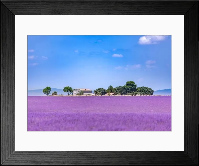 Framed Print : Lavender field in the South of France, trees and countryside house. Summer landscape, booming lavender flowers under blue sky. Idyllic travel scene Framed Print : Lavender field in the South of France, trees and countryside house. Summer landscape, booming lavender flowers under blue sky. Idyllic travel scene