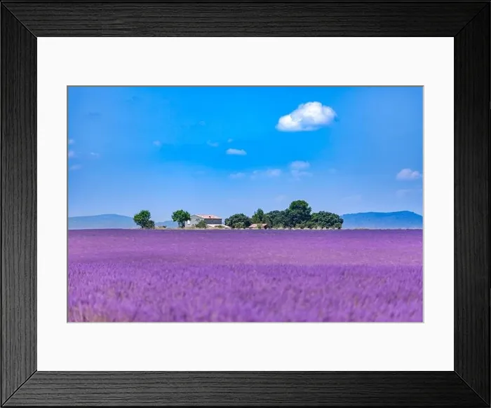 Framed Print : Lavender field in the South of France, trees and countryside house. Summer landscape, booming lavender flowers under blue sky. Idyllic travel scene Framed Print : Lavender field in the South of France, trees and countryside house. Summer landscape, booming lavender flowers under blue sky. Idyllic travel scene