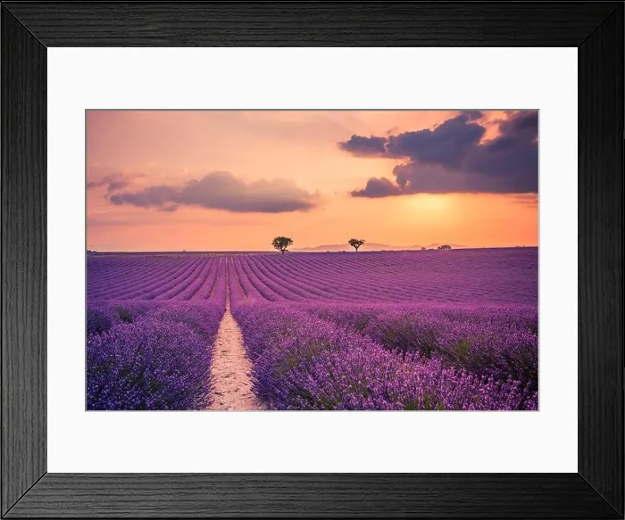Framed Print : Summer field with blooming lavender flowers against the sunset sky. Beautiful nature landscape vacation background famous travel destination, Provence Framed Print : Summer field with blooming lavender flowers against the sunset sky. Beautiful nature landscape vacation background famous travel destination, Provence