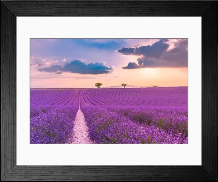 Framed Print : Summer field with blooming lavender flowers against the sunset sky. Beautiful nature landscape vacation background famous travel destination, Provence Framed Print : Summer field with blooming lavender flowers against the sunset sky. Beautiful nature landscape vacation background famous travel destination, Provence
