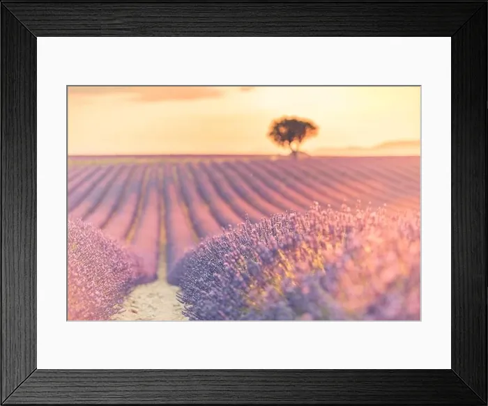 Framed Print : Summer field with blooming lavender flowers against the sunset sky. Beautiful nature landscape vacation background famous travel destination, Provence Framed Print : Summer field with blooming lavender flowers against the sunset sky. Beautiful nature landscape vacation background famous travel destination, Provence