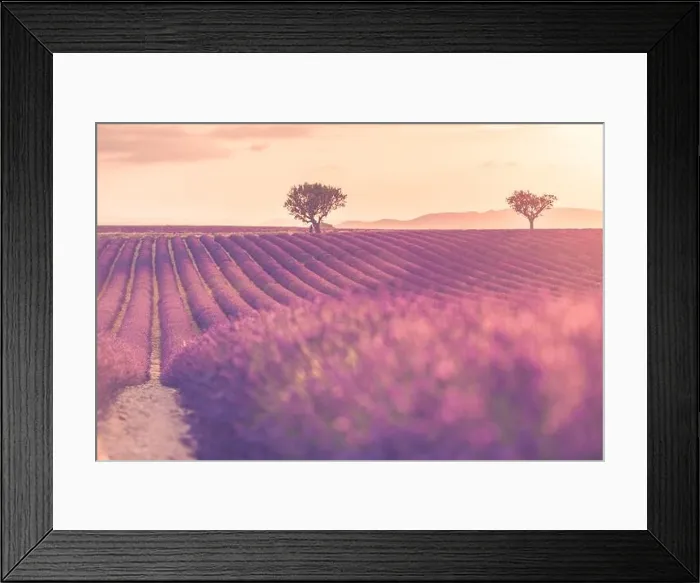 Framed Print : Summer field with blooming lavender flowers against the sunset sky. Beautiful nature landscape vacation background famous travel destination, Provence Framed Print : Summer field with blooming lavender flowers against the sunset sky. Beautiful nature landscape vacation background famous travel destination, Provence