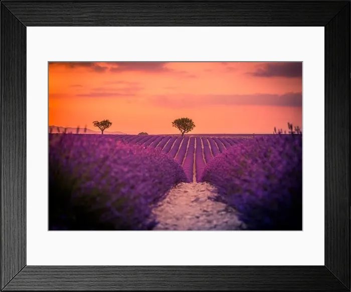 Framed Print : Summer field with blooming lavender flowers against the sunset sky. Beautiful nature landscape vacation background famous travel destination, Provence Framed Print : Summer field with blooming lavender flowers against the sunset sky. Beautiful nature landscape vacation background famous travel destination, Provence