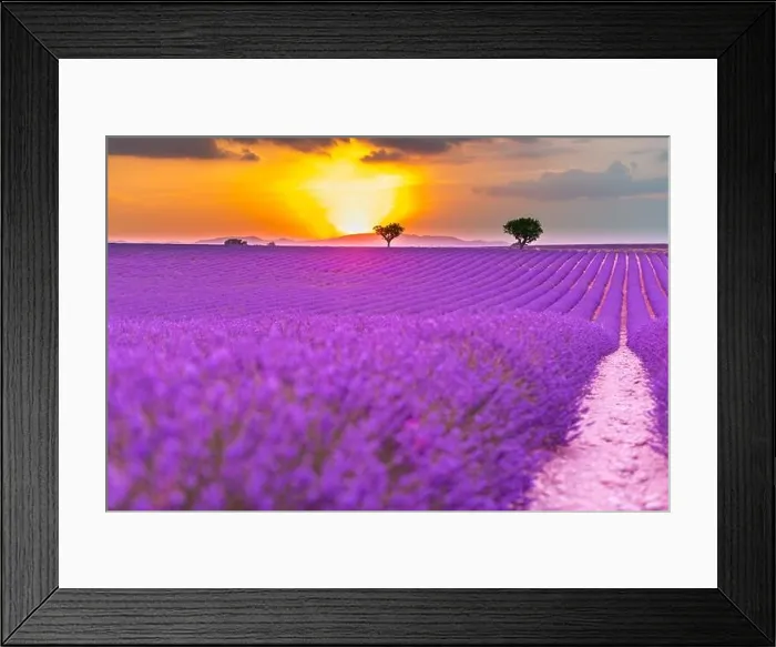 Framed Print : Summer field with blooming lavender flowers against the sunset sky. Beautiful nature landscape vacation background famous travel destination, Provence Framed Print : Summer field with blooming lavender flowers against the sunset sky. Beautiful nature landscape vacation background famous travel destination, Provence