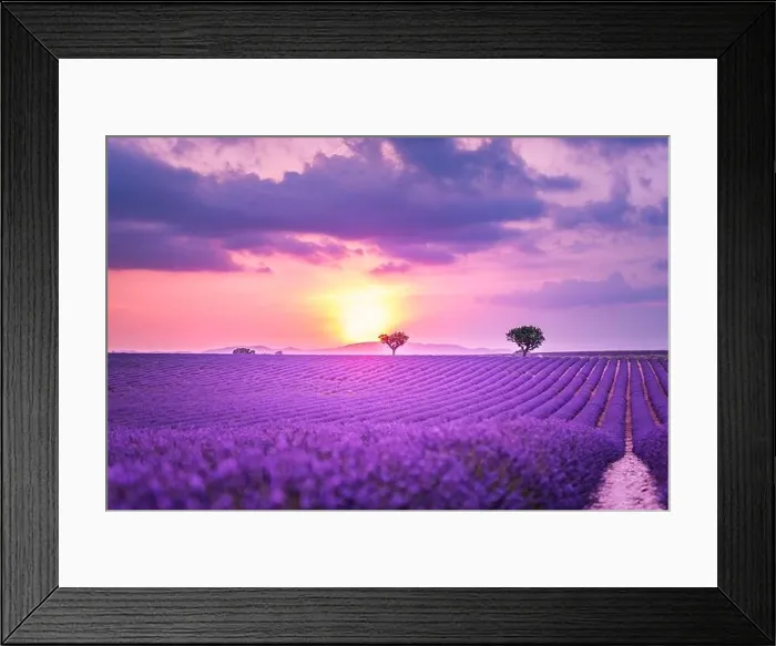 Framed Print : Summer field with blooming lavender flowers against the sunset sky. Beautiful nature landscape vacation background famous travel destination, Provence Framed Print : Summer field with blooming lavender flowers against the sunset sky. Beautiful nature landscape vacation background famous travel destination, Provence