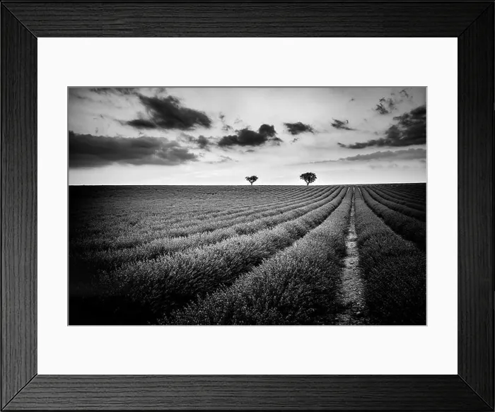 Framed Print : Abstract black and white landscape with lonely trees with lavender lavender. Artistic dramatic nature scenery Framed Print : Abstract black and white landscape with lonely trees with lavender lavender. Artistic dramatic nature scenery