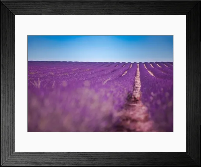 Framed Print : Lavender flower blooming scented fields in endless rows. Valensole plateau, provence, france, europe