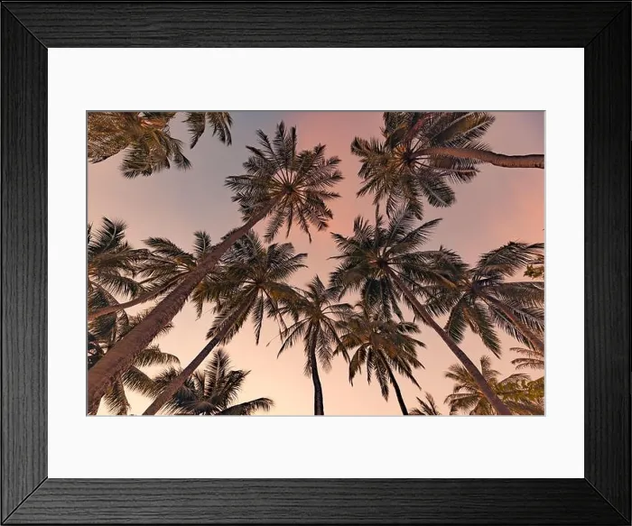 Framed Print : Palm trees with colorful sunset sky. Exotic tropical nature pattern, low point of view landscape. Peaceful and inspirational island scenic, silhouette Framed Print : Palm trees with colorful sunset sky. Exotic tropical nature pattern, low point of view landscape. Peaceful and inspirational island scenic, silhouette