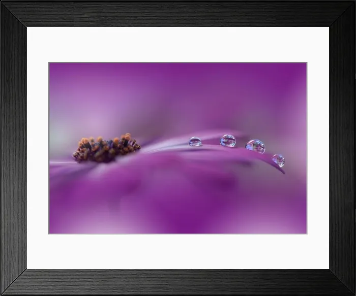 Framed Print : Beautiful Macro Photo.Colorful Flowers.Border Art Design.Magic Light.Close up Photography.Conceptual Abstract Image.Violet Background.Water Drop