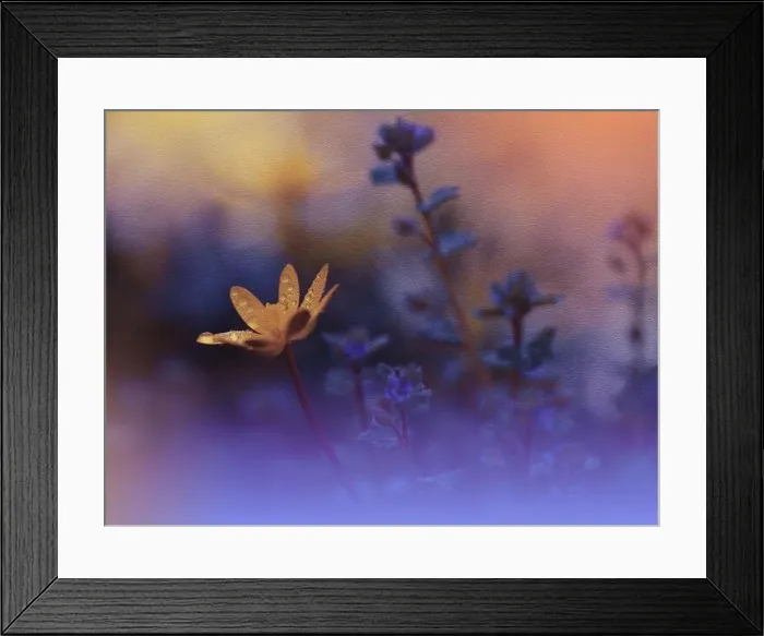 Framed Print : Beautiful Textured Macro Photo.Colorful Flowers.Border Art Design.Magic Light.Close up Photography.Conceptual Abstract Image.Violet Background.Drop Framed Print : Beautiful Textured Macro Photo.Colorful Flowers.Border Art Design.Magic Light.Close up Photography.Conceptual Abstract Image.Violet Background.Drop