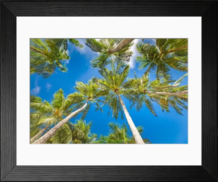 Framed Print : Large green branches on coconut trees against the blue sky in the tropics. Amazing tropical nature foliage, grunge. Tranquil natural environment Framed Print : Large green branches on coconut trees against the blue sky in the tropics. Amazing tropical nature foliage, grunge. Tranquil natural environment