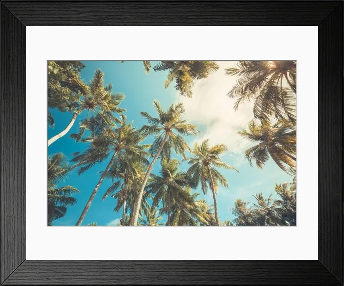 Framed Print : Large green branches on coconut trees against the blue sky in the tropics. Amazing tropical nature foliage, grunge. Tranquil natural environment Framed Print : Large green branches on coconut trees against the blue sky in the tropics. Amazing tropical nature foliage, grunge. Tranquil natural environment