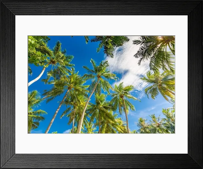 Framed Print : Large green branches on coconut trees against the blue sky in the tropics. Amazing tropical nature foliage, grunge. Tranquil natural environment Framed Print : Large green branches on coconut trees against the blue sky in the tropics. Amazing tropical nature foliage, grunge. Tranquil natural environment