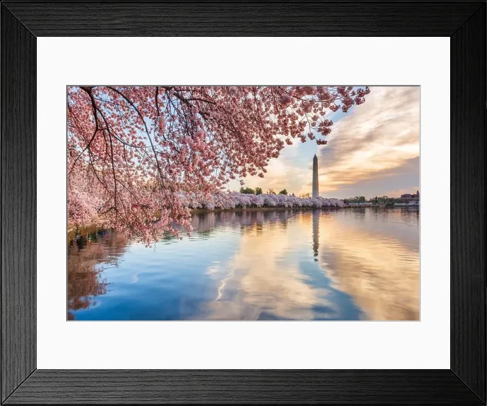 Framed Print : Washington DC, USA at the Tidal Basin during spring season with cherry blossoms Framed Print : Washington DC, USA at the Tidal Basin during spring season with cherry blossoms
