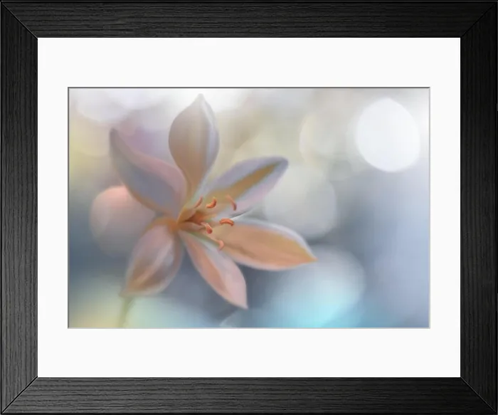 Framed Print : Macro Photography.Floral abstract pastel background with copy space.White flowers in soft style for wedding card.Blue Nature Background.Pure, water Framed Print : Macro Photography.Floral abstract pastel background with copy space.White flowers in soft style for wedding card.Blue Nature Background.Pure, water