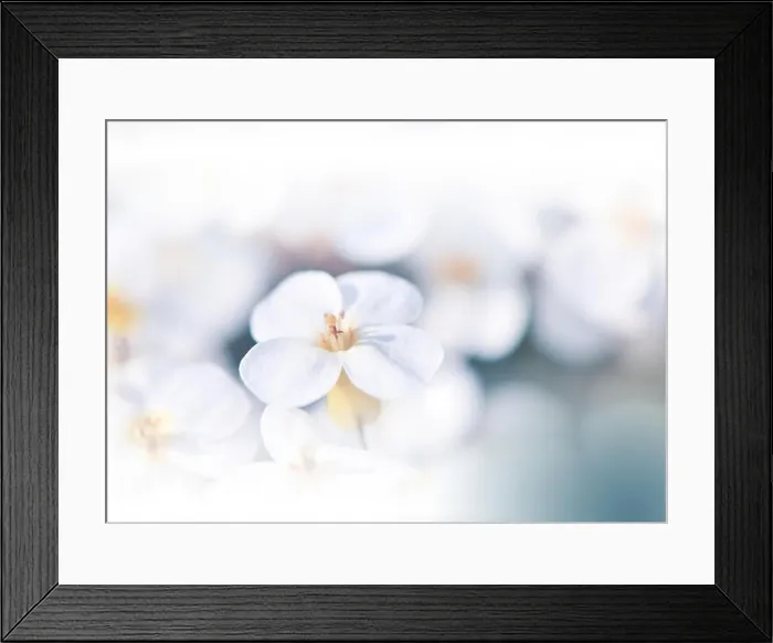 Framed Print : Macro Photography.Floral abstract pastel background with copy space.White flowers in soft style for wedding card.Blue Nature Background.Pure, water Framed Print : Macro Photography.Floral abstract pastel background with copy space.White flowers in soft style for wedding card.Blue Nature Background.Pure, water