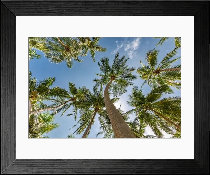 Framed Print : Large green branches on coconut trees against the sky in the tropics. Tropical trees background concept Framed Print : Large green branches on coconut trees against the sky in the tropics. Tropical trees background concept