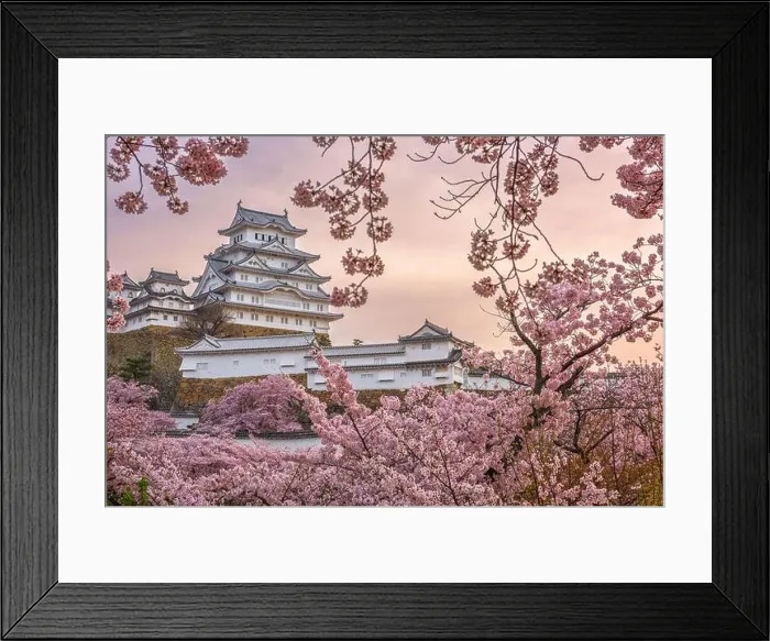 Framed Print : Himeji, Japan at Himeji Castle during spring cherry blossom season