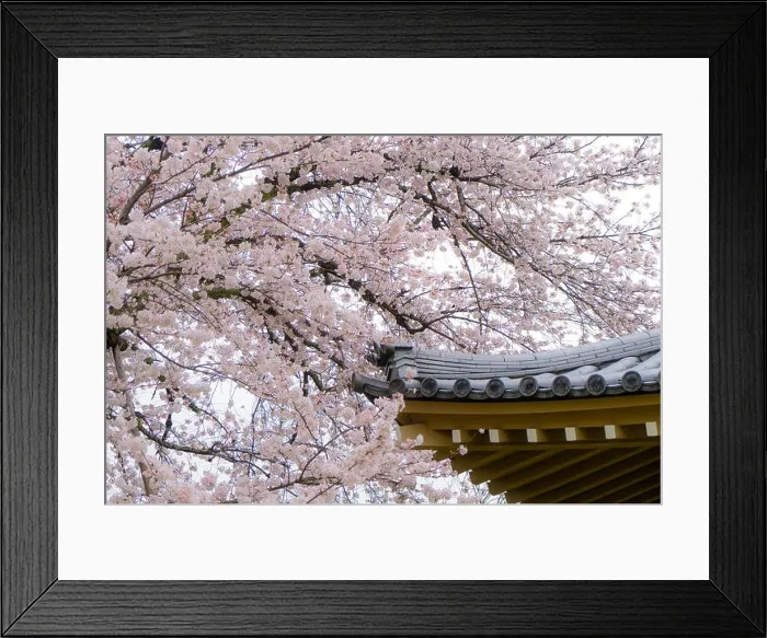 Framed Print : Sakura flowers or cherry blossom with roof of house in Kyoto, Japan Framed Print : Sakura flowers or cherry blossom with roof of house in Kyoto, Japan
