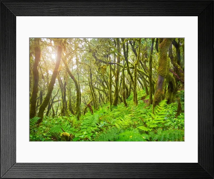 Framed Print : Forest at Garajonay National Park, La Gomera, Canary Islands, Spain Framed Print : Forest at Garajonay National Park, La Gomera, Canary Islands, Spain