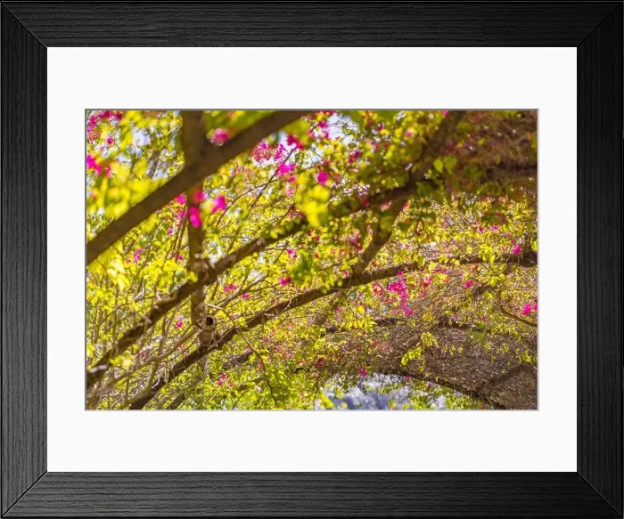 Framed Print : Abstract closeup of blooming bougainvillea flowers, green leaves and warm sunlight. Floral arch in the garden, idyllic artistic view, landscape format Framed Print : Abstract closeup of blooming bougainvillea flowers, green leaves and warm sunlight. Floral arch in the garden, idyllic artistic view, landscape format