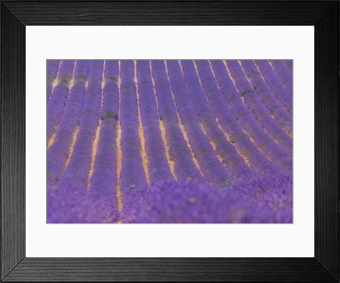 Framed Print : Lavender flower blooming fields endless rows. Valensole Provence nature landscape, lavender flowers Framed Print : Lavender flower blooming fields endless rows. Valensole Provence nature landscape, lavender flowers