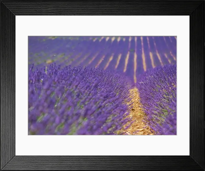 Framed Print : Lavender flower blooming fields endless rows. Valensole Provence nature landscape, lavender flowers Framed Print : Lavender flower blooming fields endless rows. Valensole Provence nature landscape, lavender flowers
