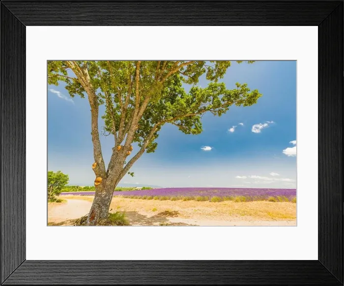 Framed Print : Lavender field with a tree, Provence, France Framed Print : Lavender field with a tree, Provence, France