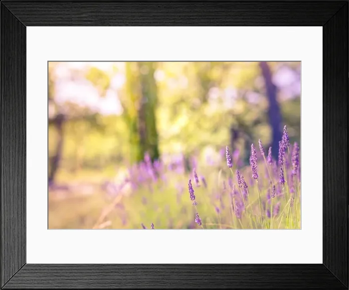 Framed Print : Forest and field with french lavender. Nature sunset, blooming lavender flowers and meadow with bright peaceful blurred natural landscape Framed Print : Forest and field with french lavender. Nature sunset, blooming lavender flowers and meadow with bright peaceful blurred natural landscape
