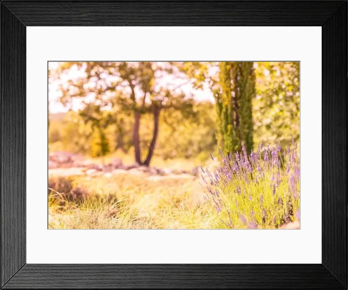 Framed Print : Forest and field with french lavender. Nature sunset, blooming lavender flowers and meadow with bright peaceful blurred natural landscape Framed Print : Forest and field with french lavender. Nature sunset, blooming lavender flowers and meadow with bright peaceful blurred natural landscape