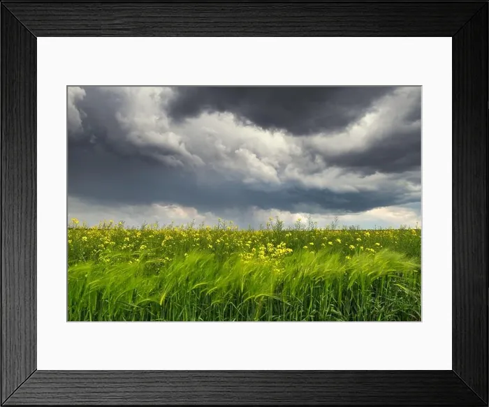 Framed Print : Dramatic storm clouds with rain over yellow rapeseed fields. Landscape photography Framed Print : Dramatic storm clouds with rain over yellow rapeseed fields. Landscape photography