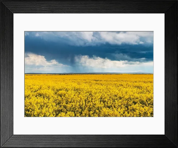 Framed Print : Dramatic storm clouds with rain over yellow rapeseed fields. Landscape photography Framed Print : Dramatic storm clouds with rain over yellow rapeseed fields. Landscape photography