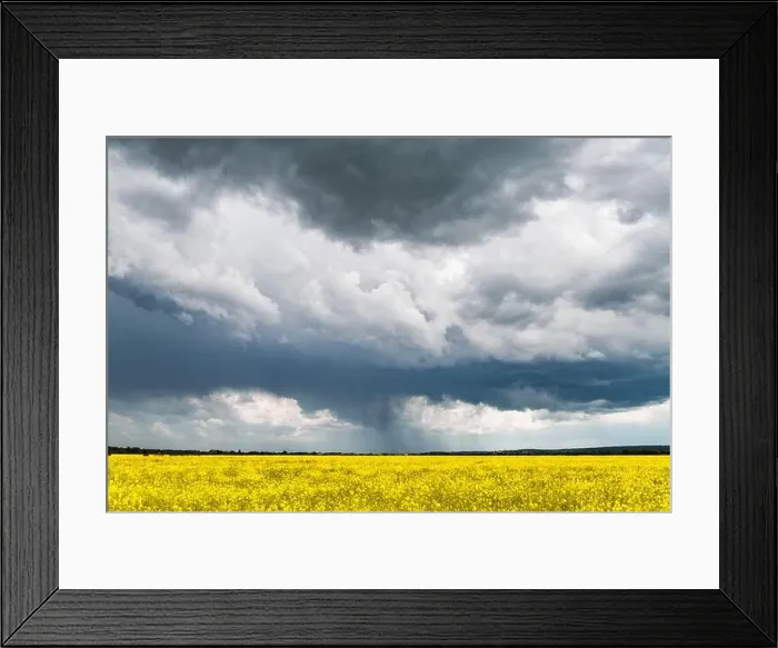 Framed Print : Dramatic storm clouds with rain over yellow rapeseed fields. Landscape photography Framed Print : Dramatic storm clouds with rain over yellow rapeseed fields. Landscape photography