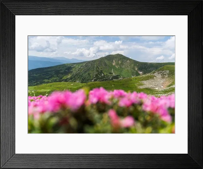 Framed Print : Rhododendron flowers covered mountains meadow in summer time. Purple sunrise light glowing on a foreground. Landscape photography Framed Print : Rhododendron flowers covered mountains meadow in summer time. Purple sunrise light glowing on a foreground. Landscape photography