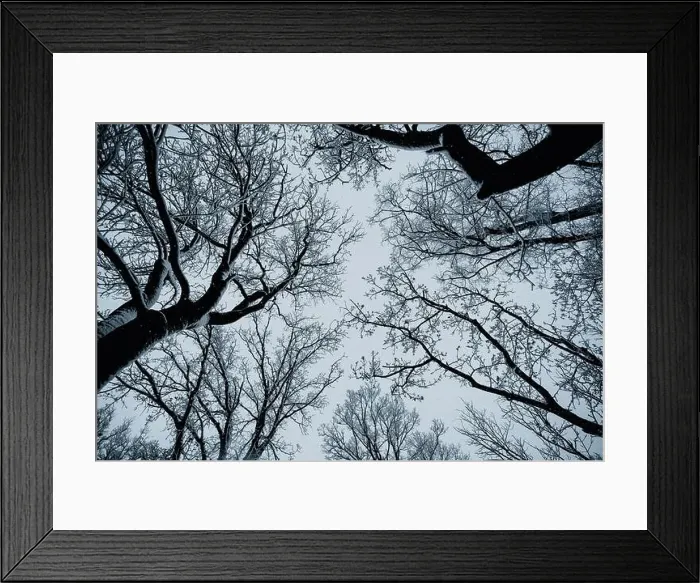 Framed Print : Bottom view on a f winter snowy trees in the blue sky. Frosty branches with hoarfrost twigs in a sunny day. Landscape photography Framed Print : Bottom view on a f winter snowy trees in the blue sky. Frosty branches with hoarfrost twigs in a sunny day. Landscape photography