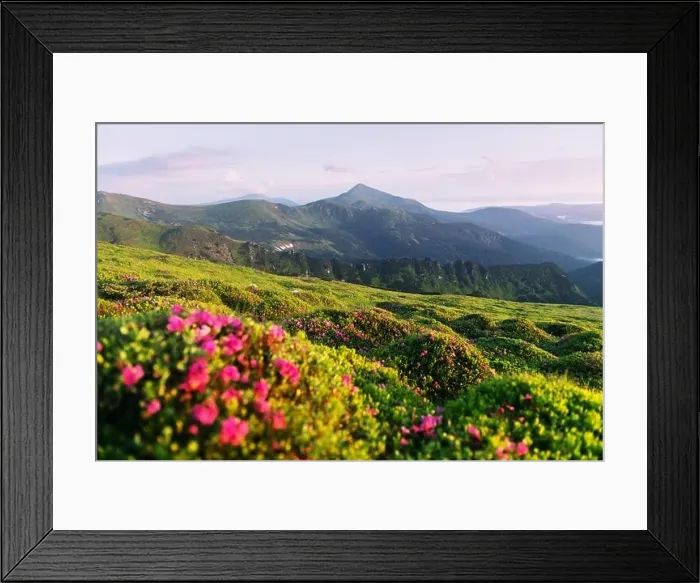 Framed Print : Rhododendron flowers covered mountains meadow in summer time. Purple sunrise light glowing on a foreground. Landscape photography Framed Print : Rhododendron flowers covered mountains meadow in summer time. Purple sunrise light glowing on a foreground. Landscape photography